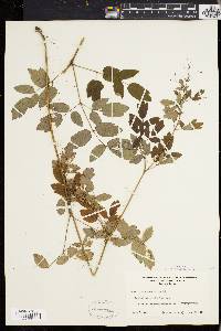 Thalictrum polygamum image