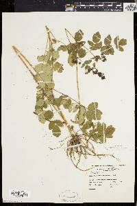 Thalictrum polygamum image