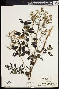 Thalictrum polygamum image