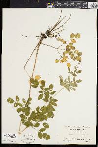 Thalictrum polygamum image