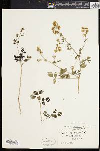 Thalictrum polygamum image