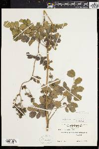 Thalictrum polygamum image