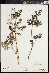 Thalictrum polygamum image