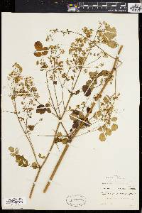 Thalictrum polygamum image