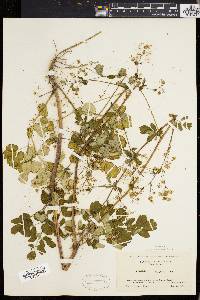 Thalictrum polygamum image