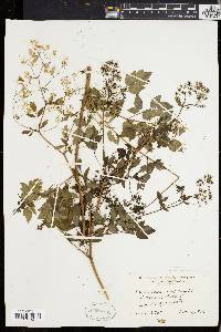 Thalictrum polygamum image