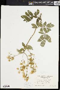 Thalictrum polygamum image