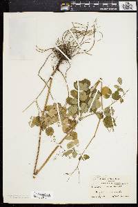 Thalictrum amphibolum image