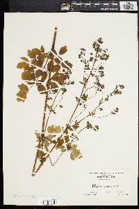 Thalictrum amphibolum image