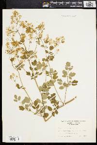 Thalictrum amphibolum image