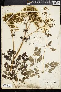 Thalictrum amphibolum image