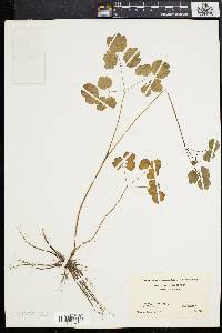 Thalictrum amphibolum image