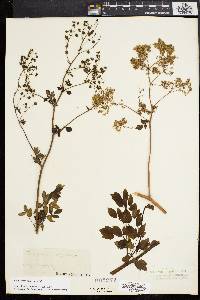 Thalictrum amphibolum image