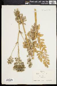 Thalictrum rugosum image