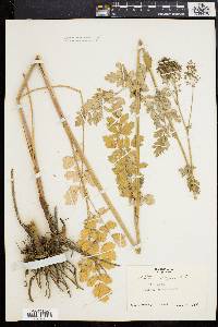 Thalictrum rugosum image