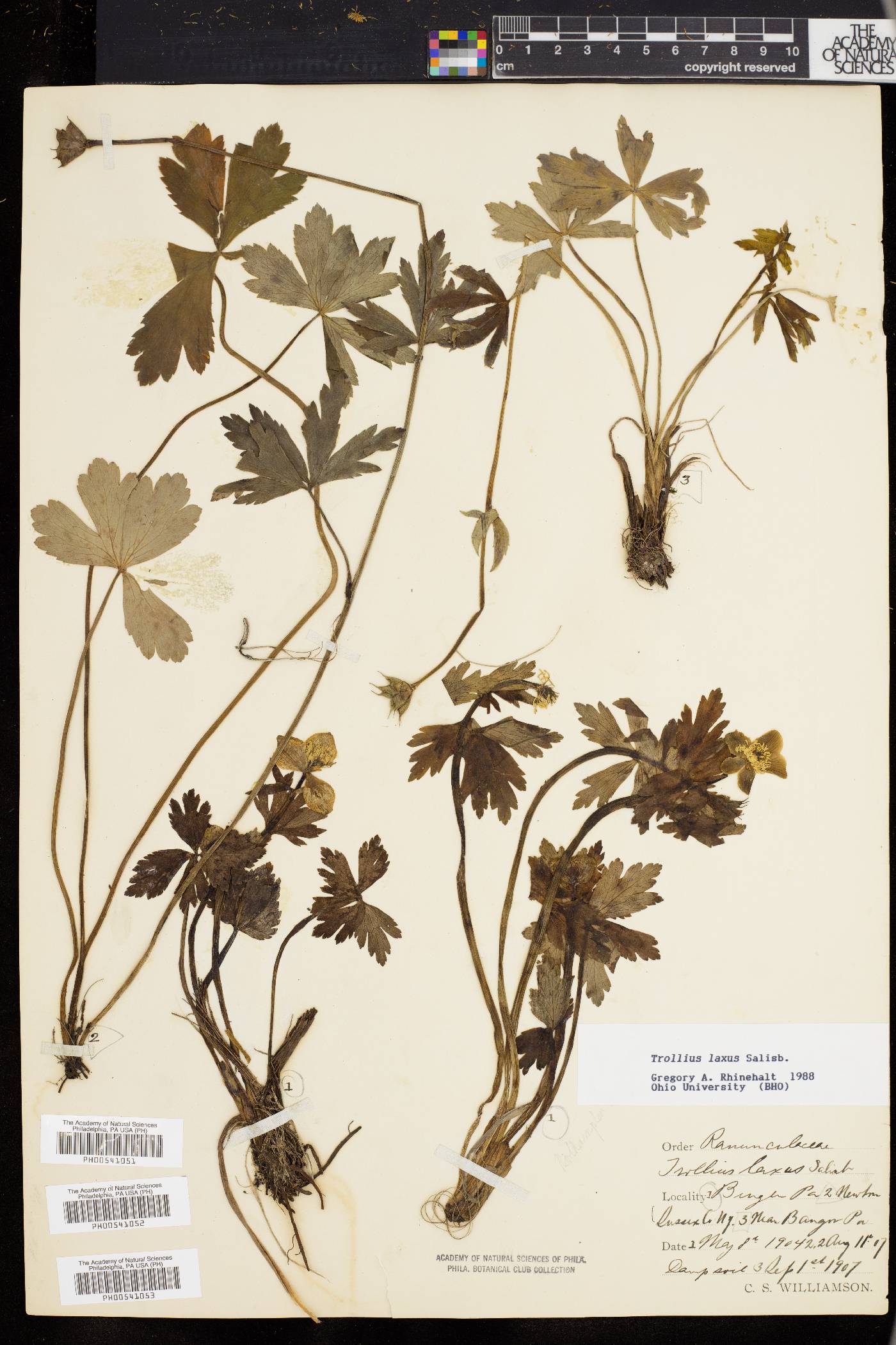 Trollius laxus image