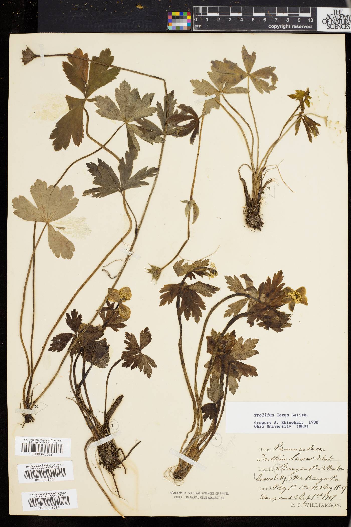 Trollius laxus image