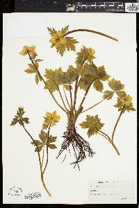 Trollius laxus image