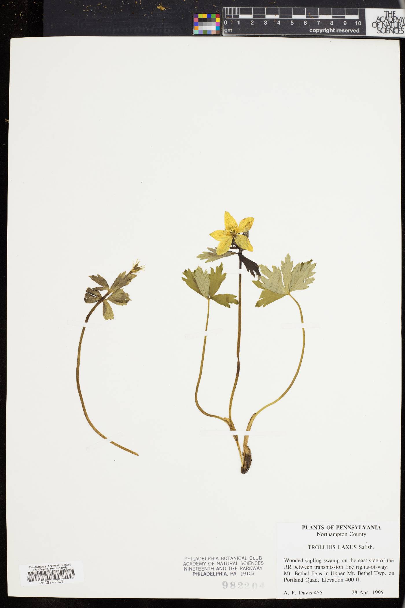 Trollius laxus image