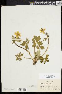 Trollius laxus image