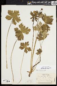 Trollius laxus image