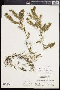 Ceratophyllum echinatum image