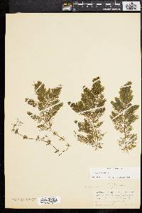 Ceratophyllum demersum image