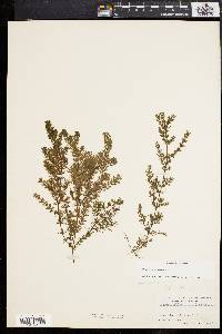 Ceratophyllum demersum image