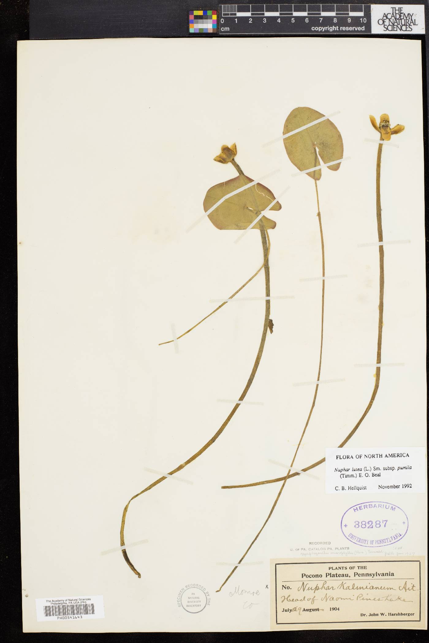 Nuphar pumila image