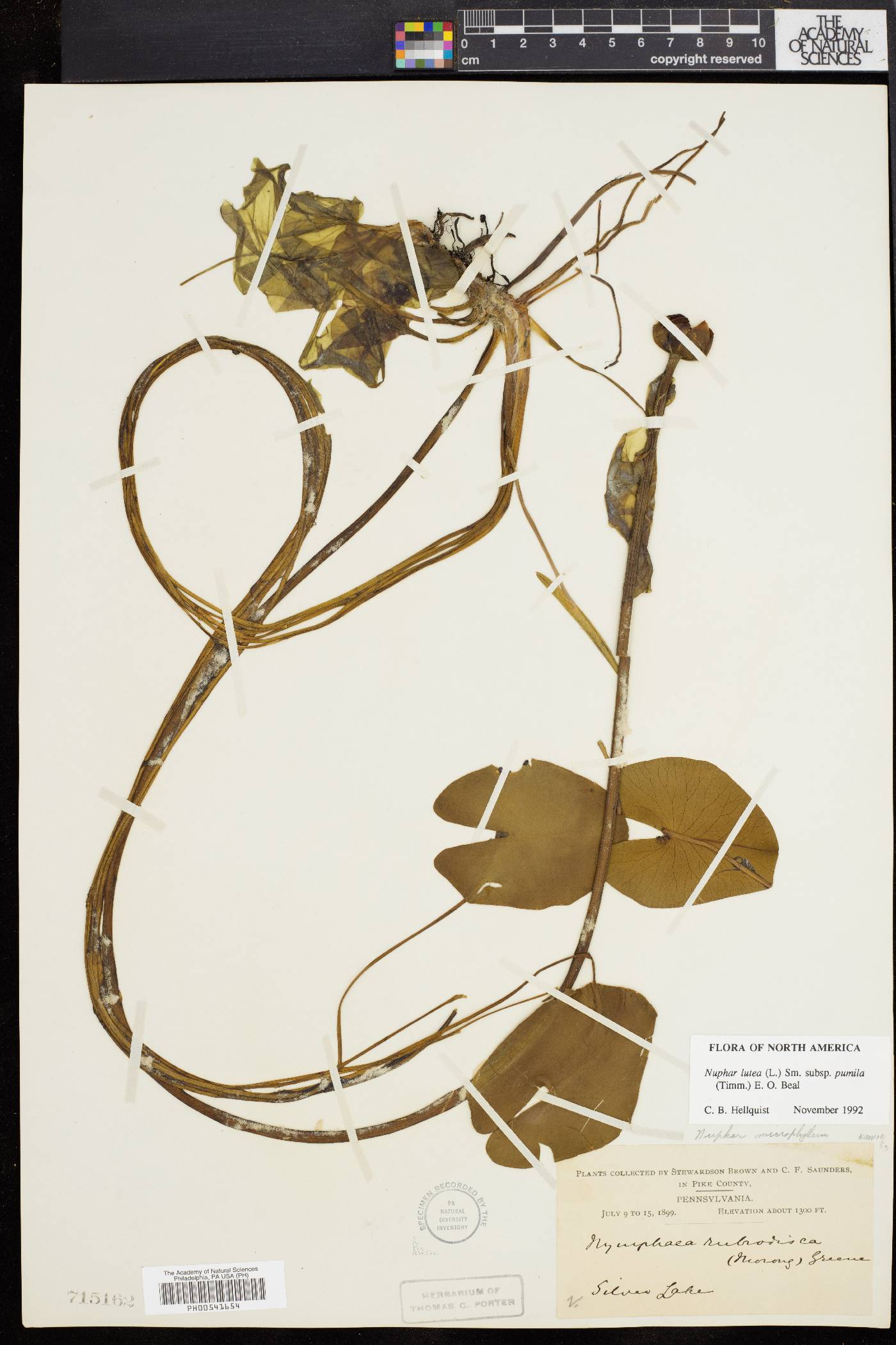 Nuphar pumila image