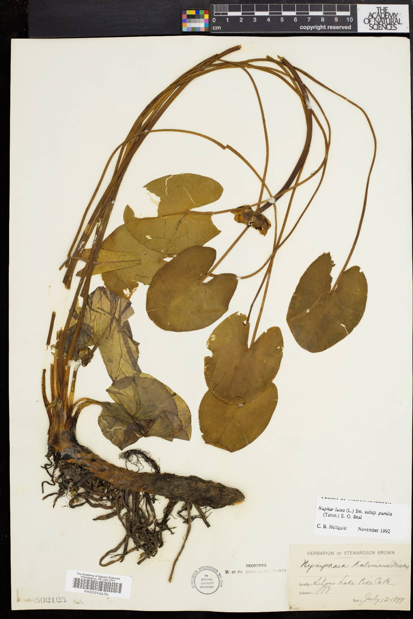 Nuphar pumila image