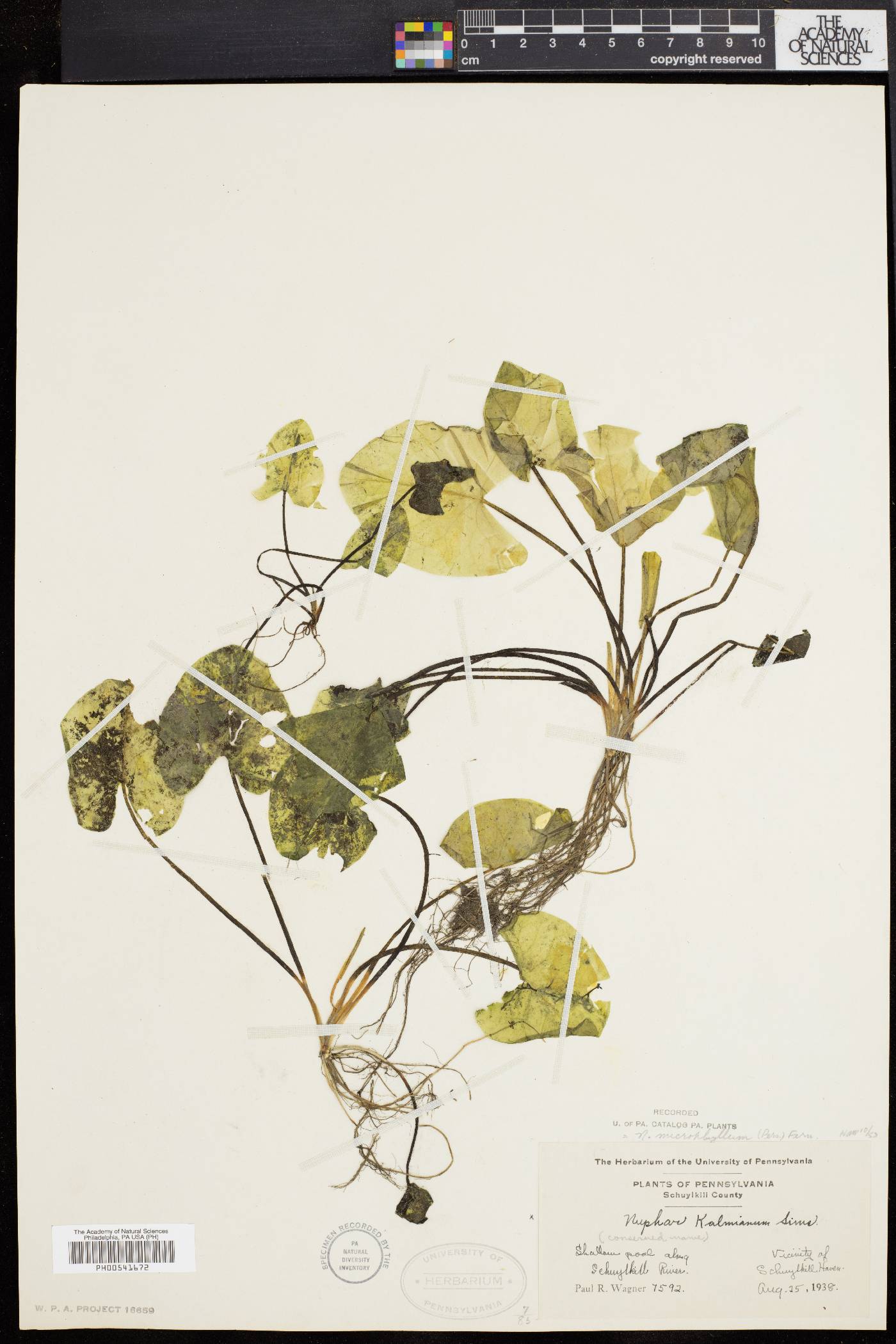 Nuphar pumila image