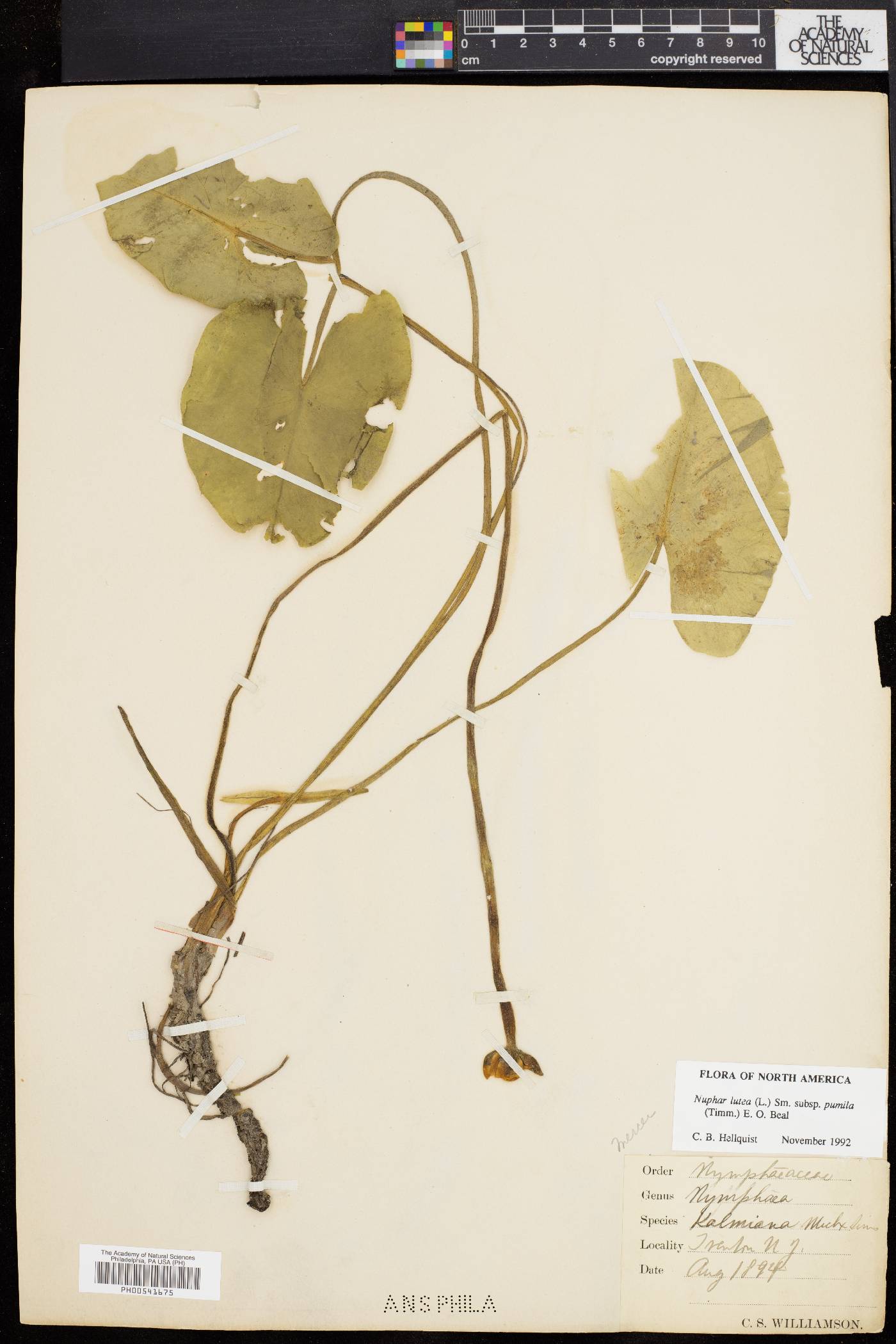 Nuphar pumila image