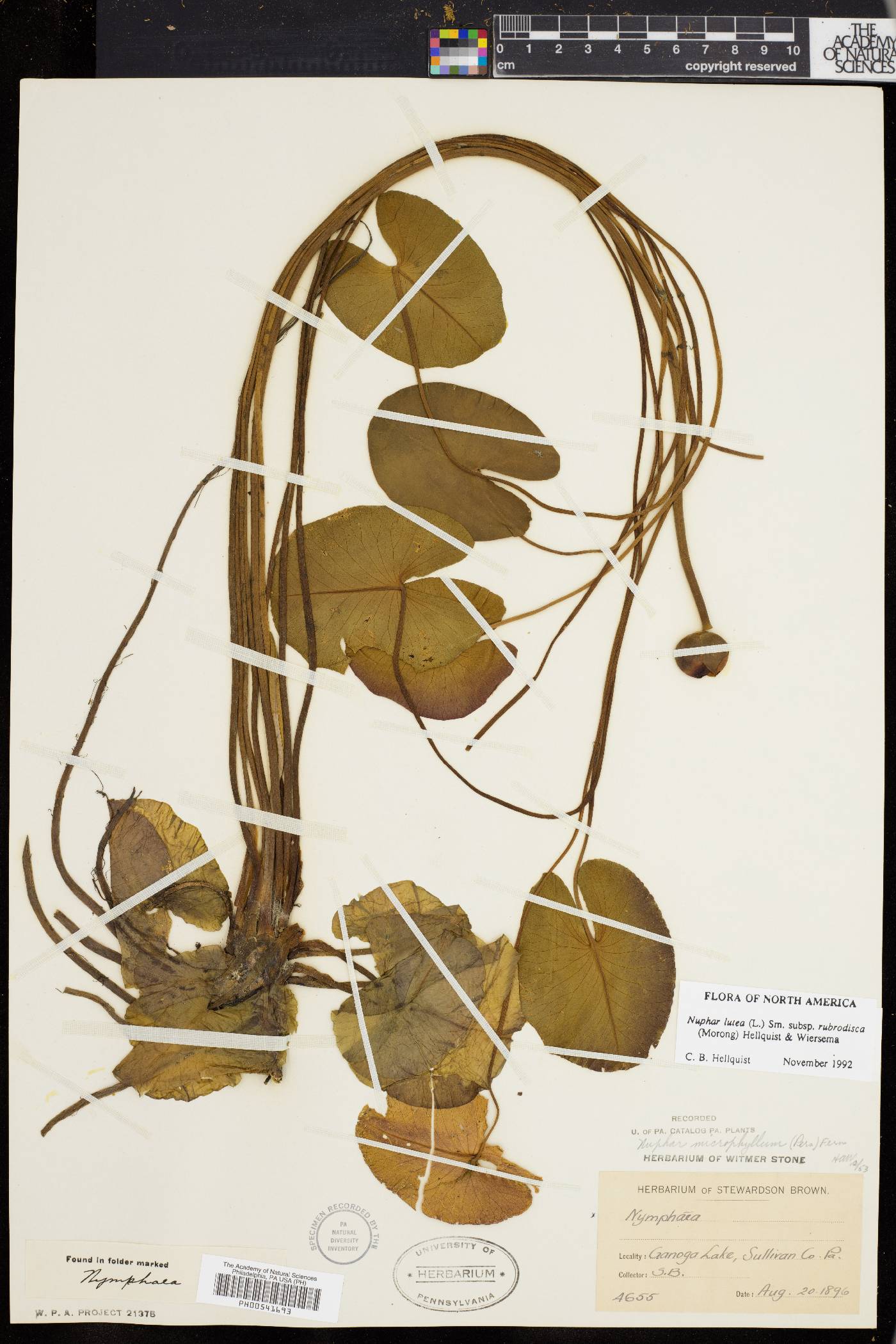 Nuphar rubrodisca image