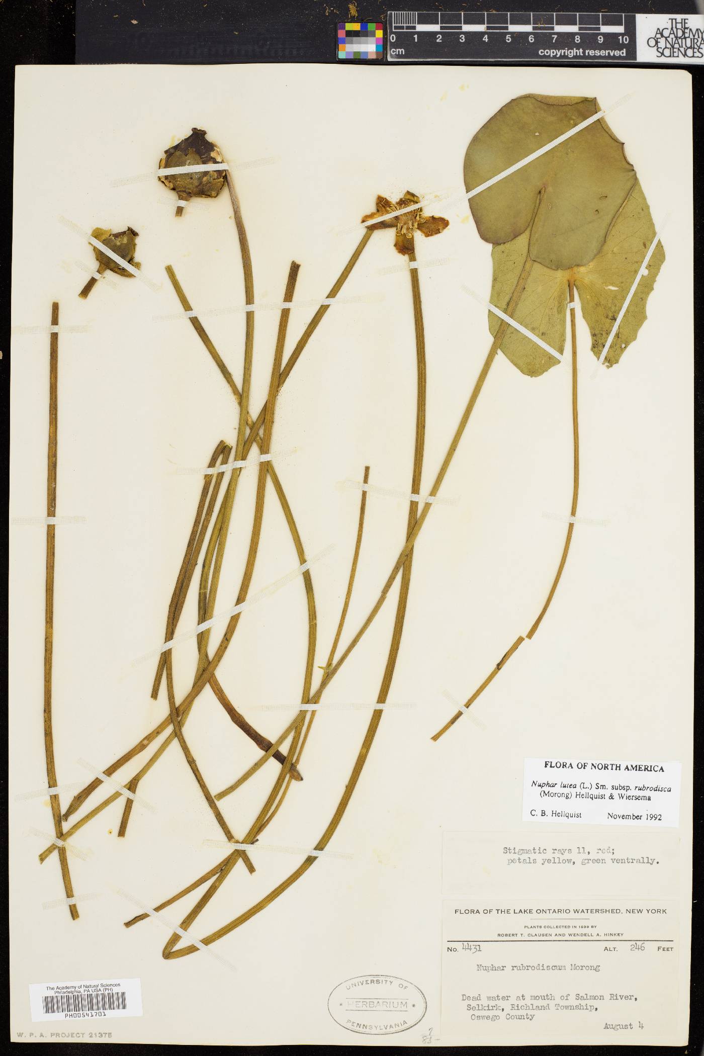 Nuphar rubrodisca image