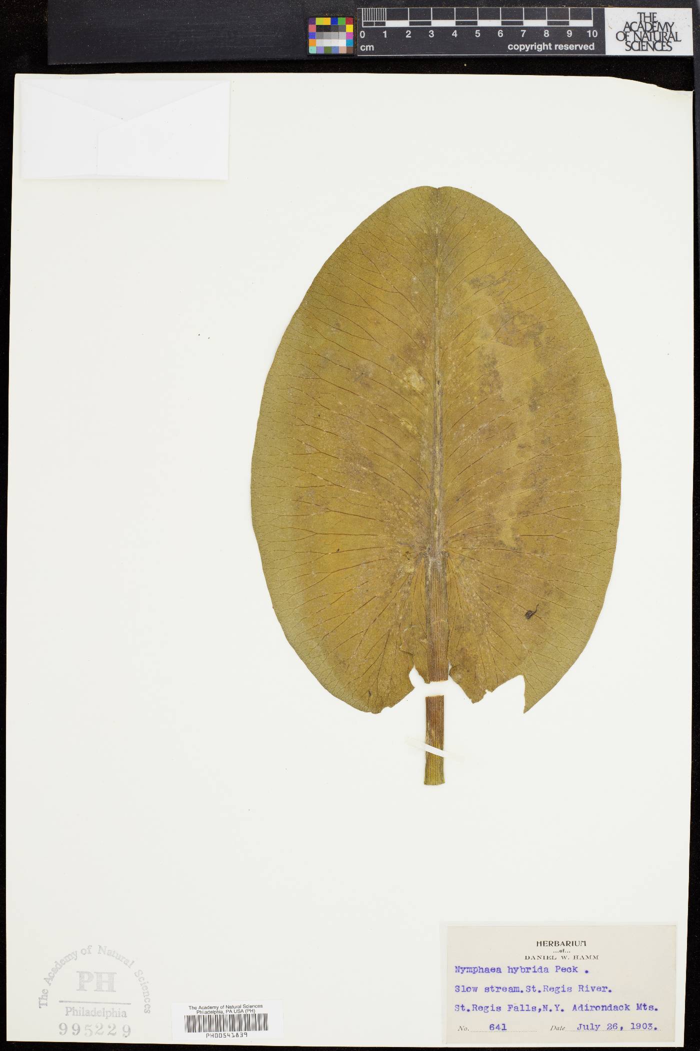 Nymphaea hybrida image