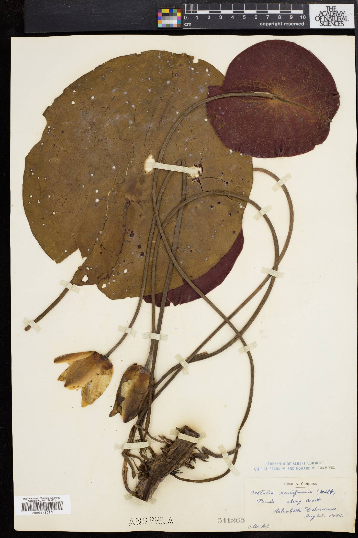 Nymphaea reniformis image