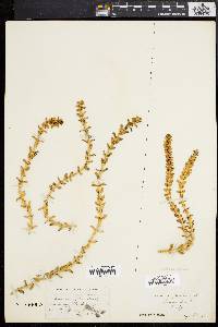 Honckenya peploides image