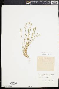 Arenaria serpyllifolia image