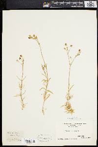 Cerastium arvense image