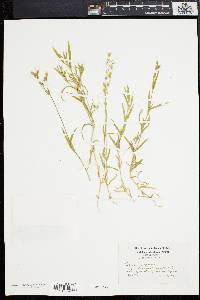 Cerastium arvense image