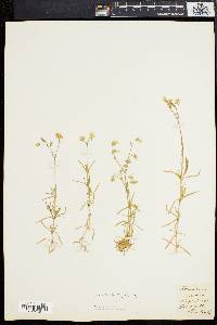 Cerastium arvense image