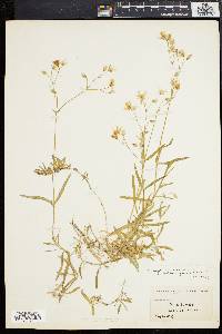 Cerastium arvense image