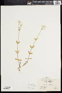 Cerastium fontanum subsp. vulgare image