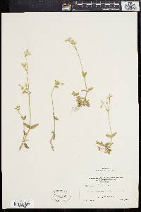 Cerastium fontanum subsp. vulgare image