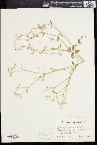 Cerastium fontanum subsp. vulgare image