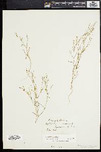 Gypsophila muralis image