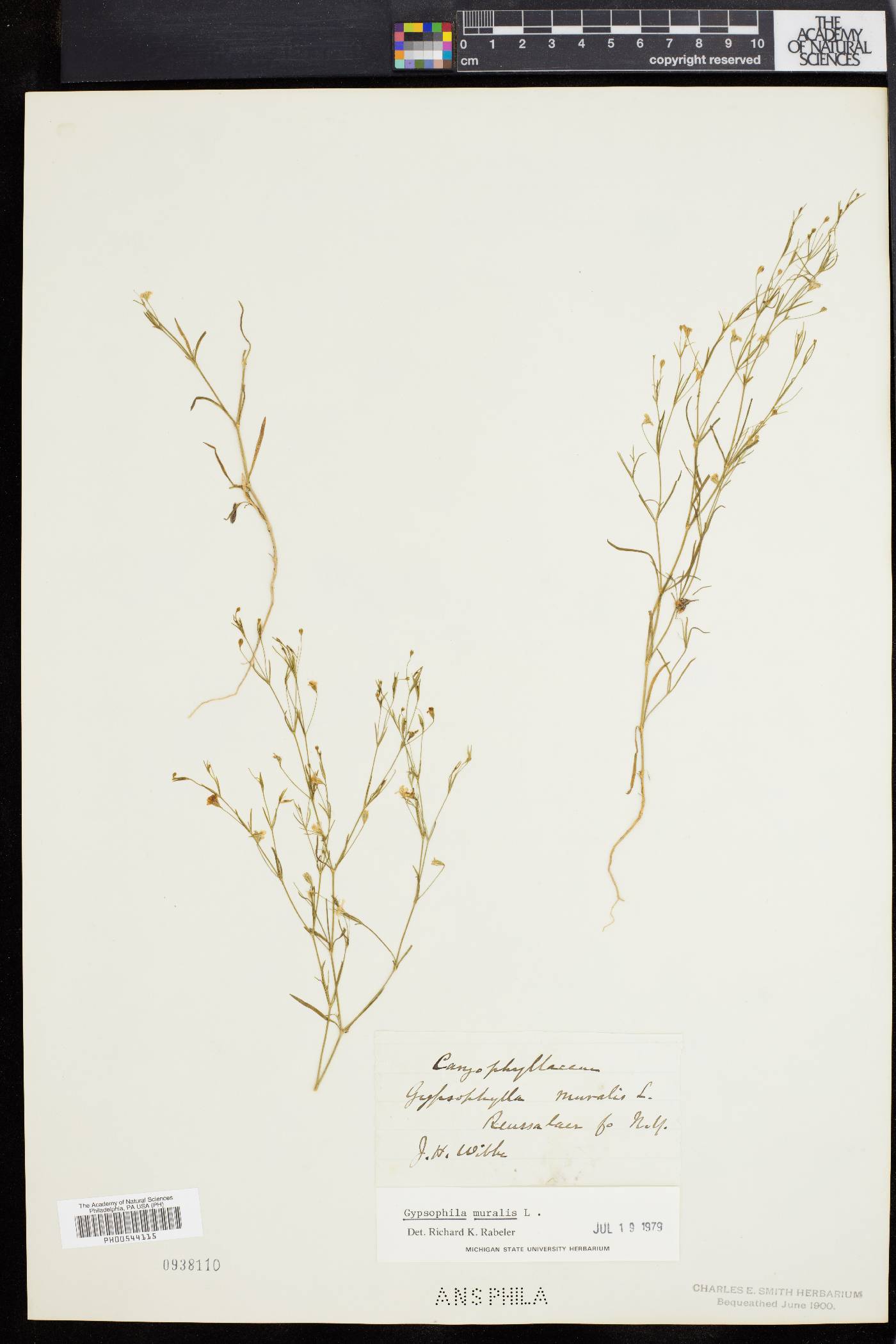 Gypsophila muralis image