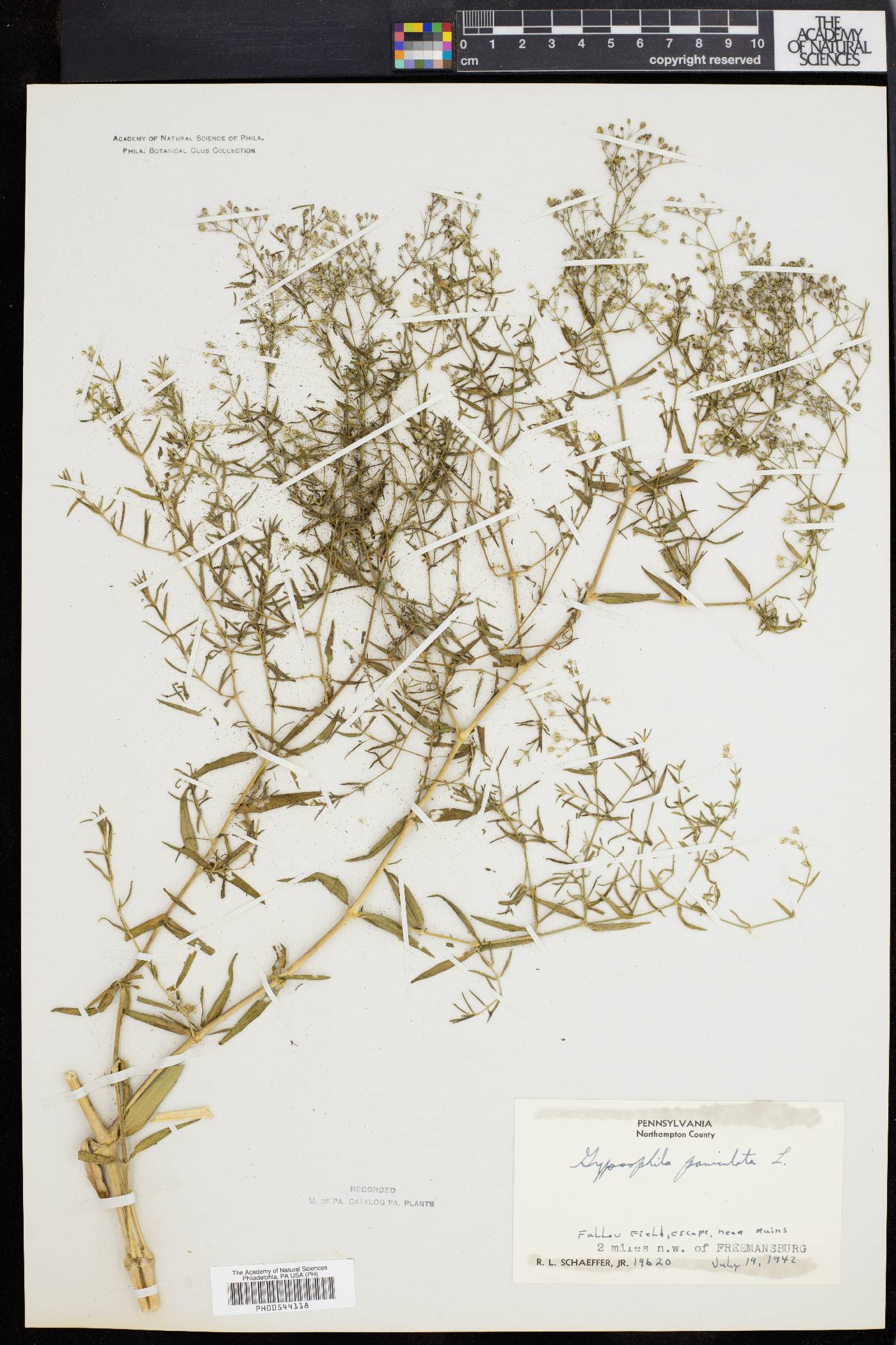 Gypsophila paniculata image