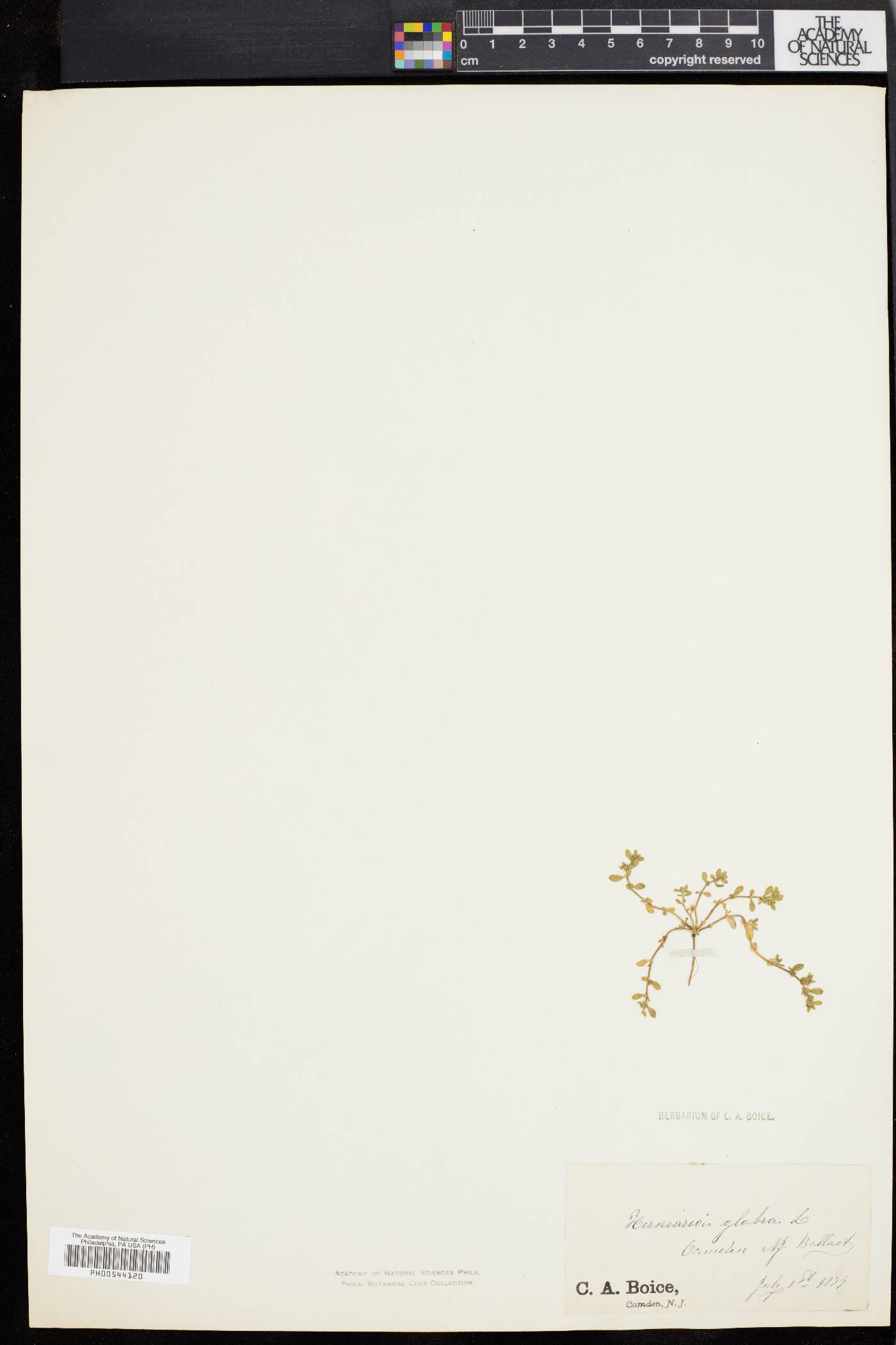 Herniaria glabra image
